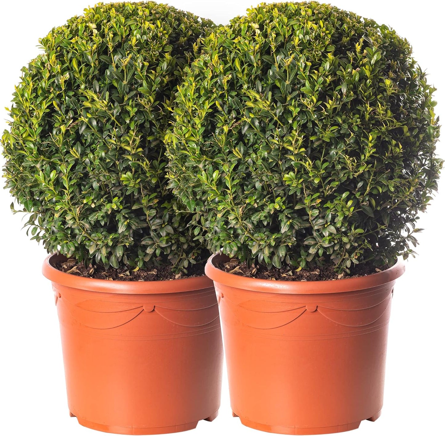 Buxus Ball Pair - 50cm-60cm Diameter