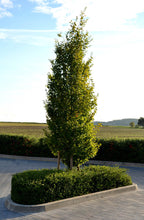 Load image into Gallery viewer, Carpinus betulus 'Fastigiata'  Upright Hornbeam (Code T0014)