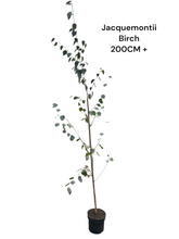 Load image into Gallery viewer, Jacquemontii Birch (Code: T003)