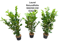 Load image into Gallery viewer, Laurel Rotundifolia 100/120 potted