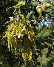 Load image into Gallery viewer, Quercus Ilex (Code T012)