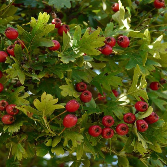Whitethorn Hedging Bareroot 100 Plants Bundle (40-60cm)