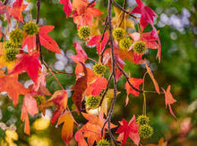 Load image into Gallery viewer, Liquidambar styraciflua - Sweet Gum (Code T004)