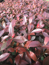 Load image into Gallery viewer, Red Robin 60cm Special offer