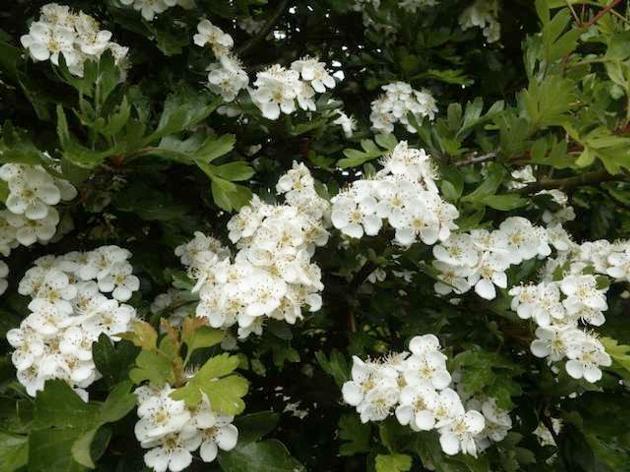 Whitethorn Hedging Bareroot 100 Plants Bundle (40-60cm)