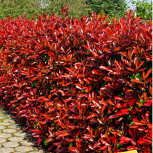 Load image into Gallery viewer, Red Robin 60cm Special offer