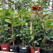 Load image into Gallery viewer, Red Robin 60cm Special offer