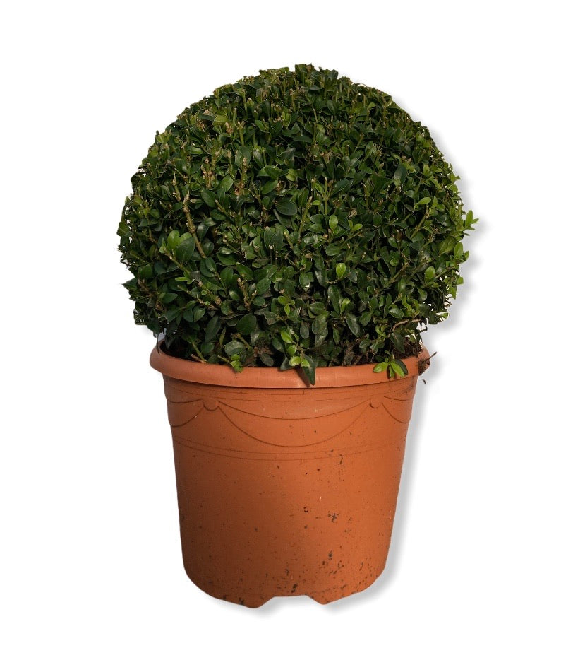 Copy of Buxus - Ball