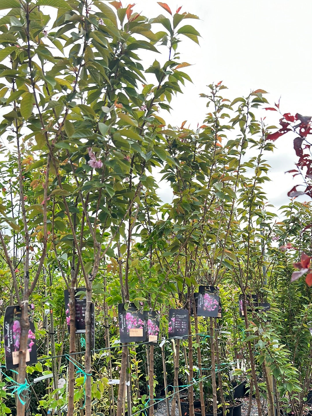 Cherry/Prunus "Kanzan" Mature 7ft-9ft