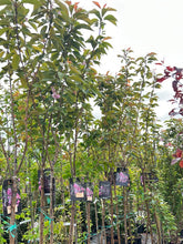 Load image into Gallery viewer, Cherry/Prunus "Kanzan"  Mature 7ft-9ft