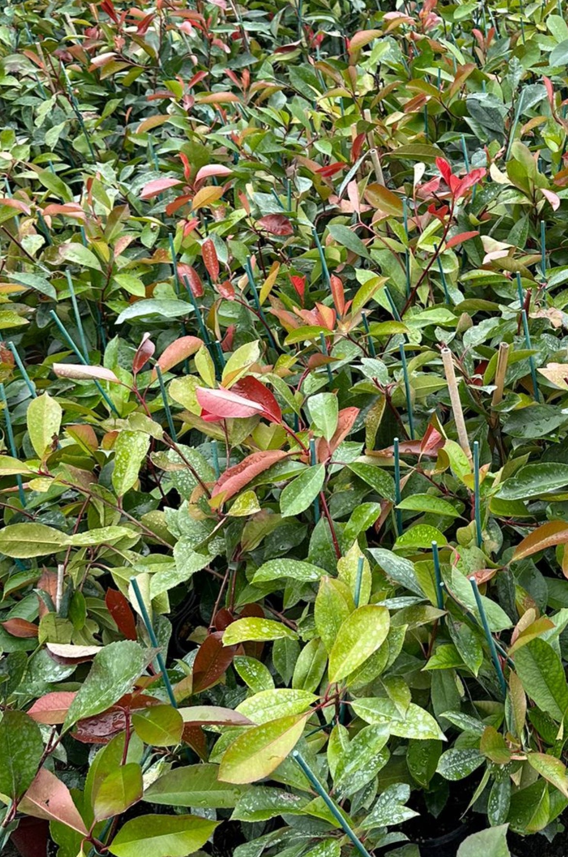 Red Robin 60cm Special offer