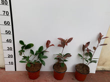 Load image into Gallery viewer, Red Robin 30/50cm