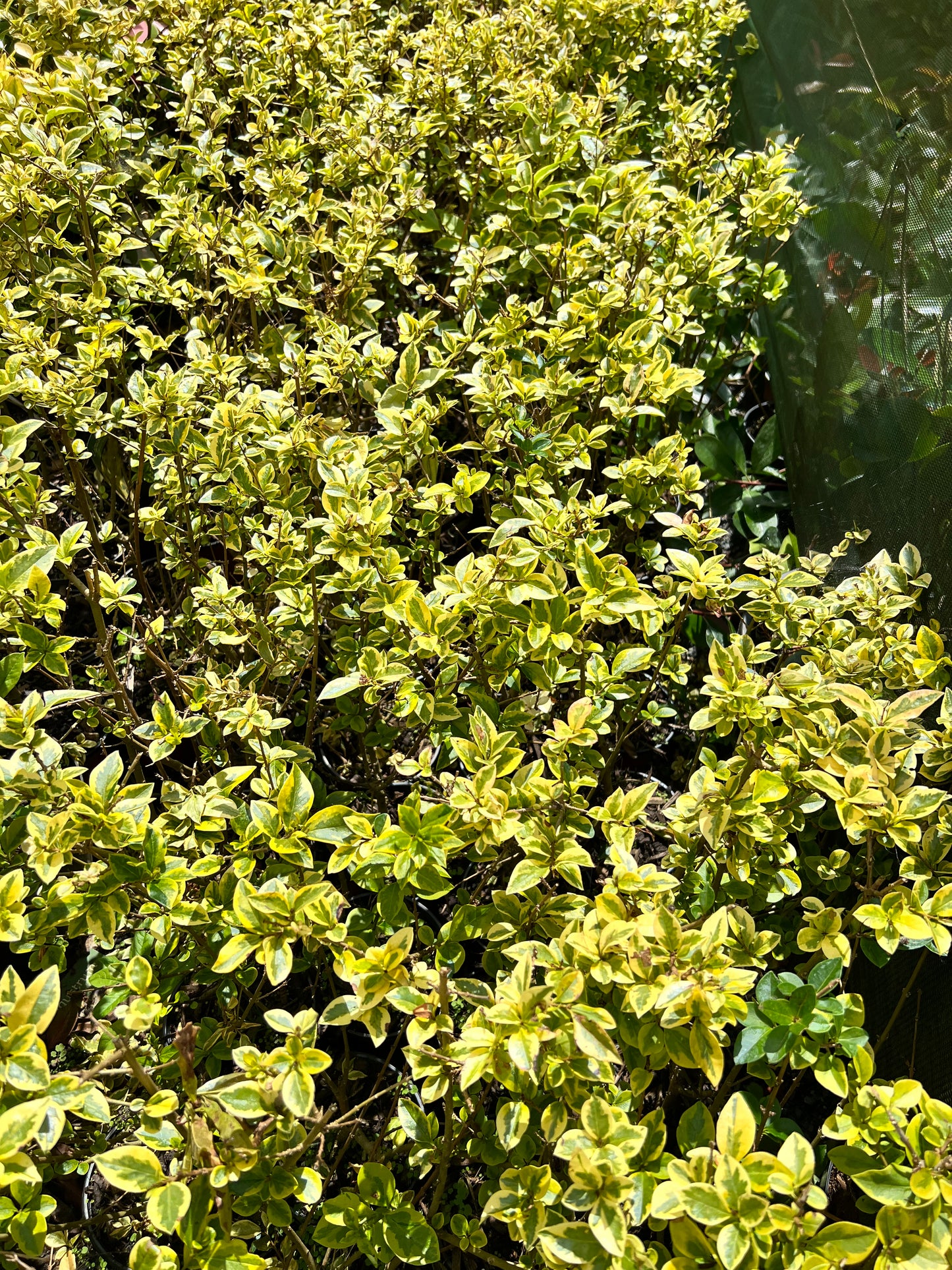 Golden Privet Hedging