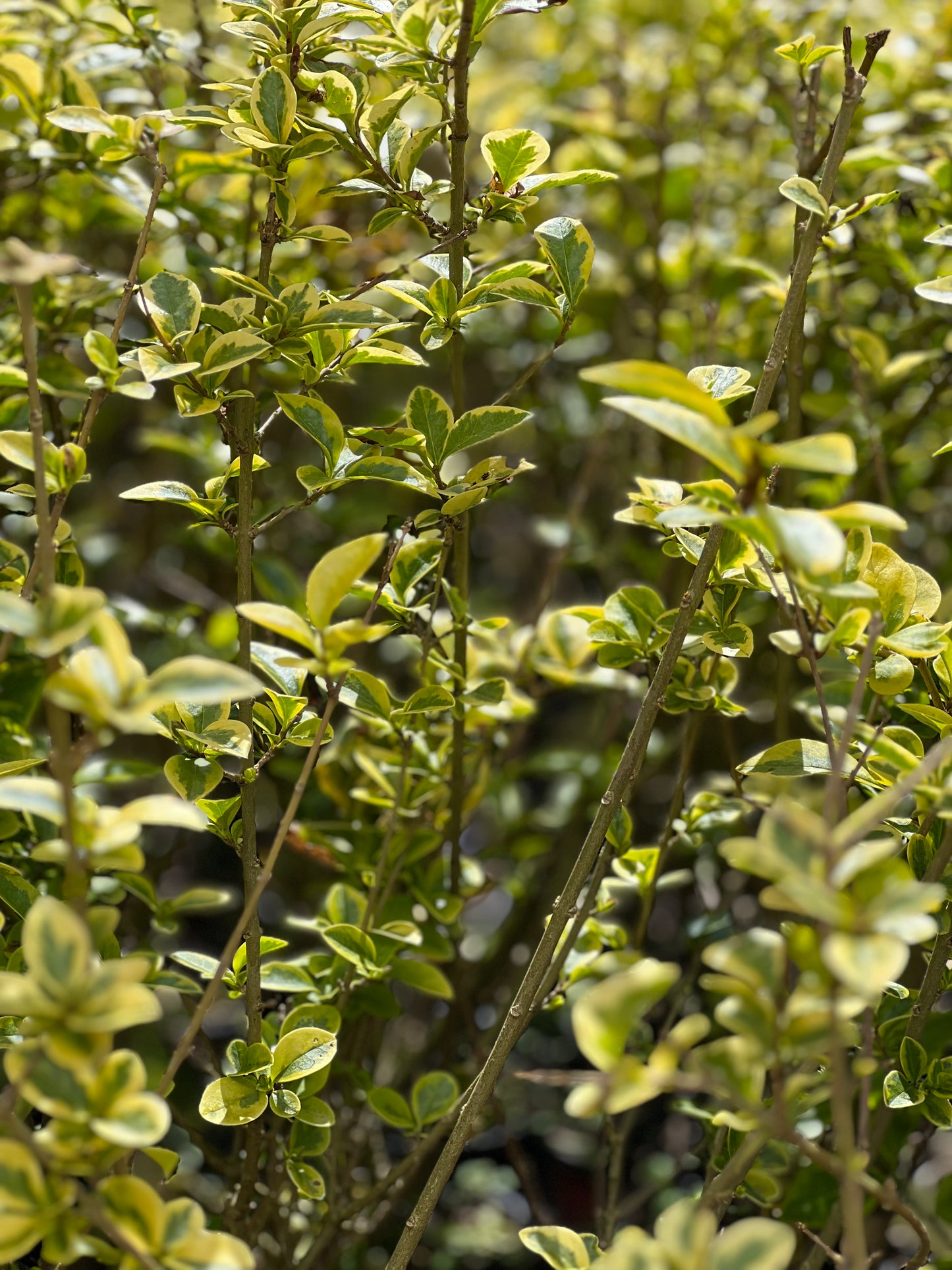 Golden Privet Hedging