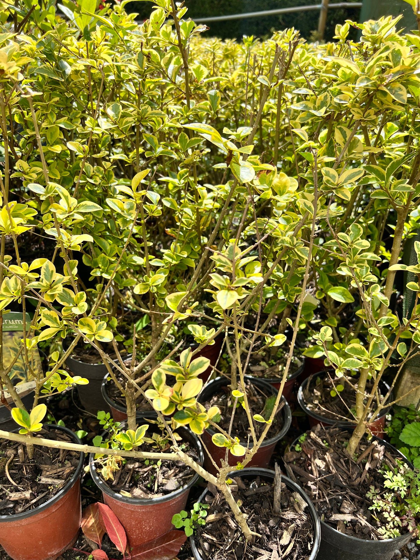 Golden Privet Hedging