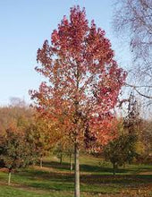 Load image into Gallery viewer, Liquidambar styraciflua - Sweet Gum (Code T004)