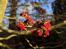 Load image into Gallery viewer, Parroita - The Persian Ironwood (Code: T013)