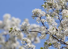 Load image into Gallery viewer, Ornamental Pear Chanticleer (Code T011)