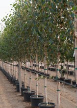 Load image into Gallery viewer, Jacquemontii Birch (Code: T003)