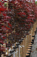 Load image into Gallery viewer, Acer Crimson King (Code: T008)