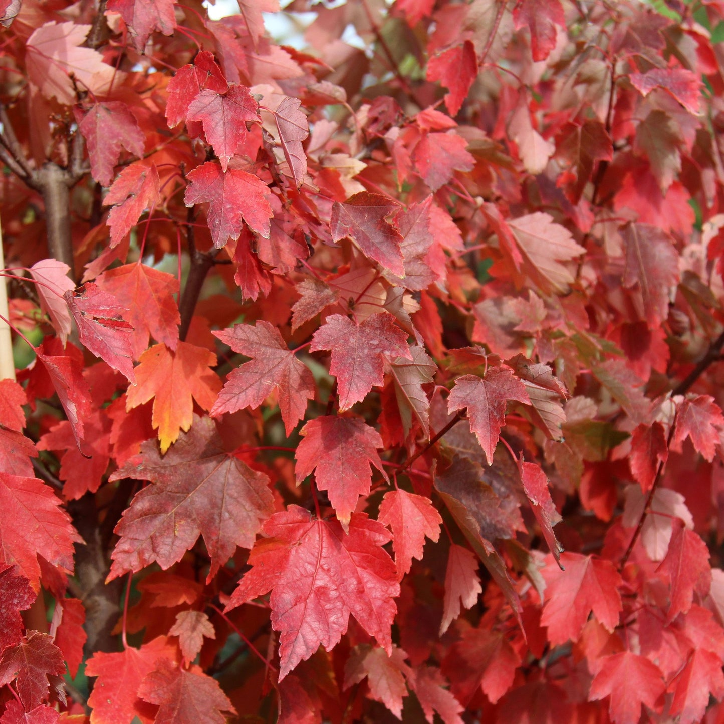 Acer Sun Valley