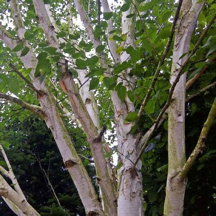 Jacquemontii Birch
