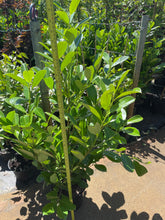 Load image into Gallery viewer, Laurel Rotundifolia 100/120 potted