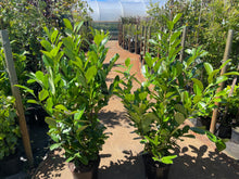 Load image into Gallery viewer, Laurel Rotundifolia 100/120 potted