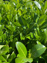 Load image into Gallery viewer, Laurel Rotundifolia 100/120 potted