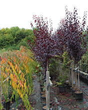 Load image into Gallery viewer, Cherry/Prunus Nigra (Code: T002)