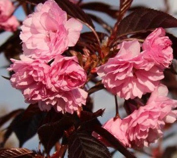 Prunus Royal Burgundy