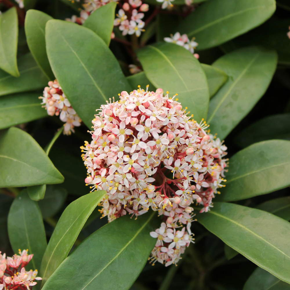 Skimmia Japonica large