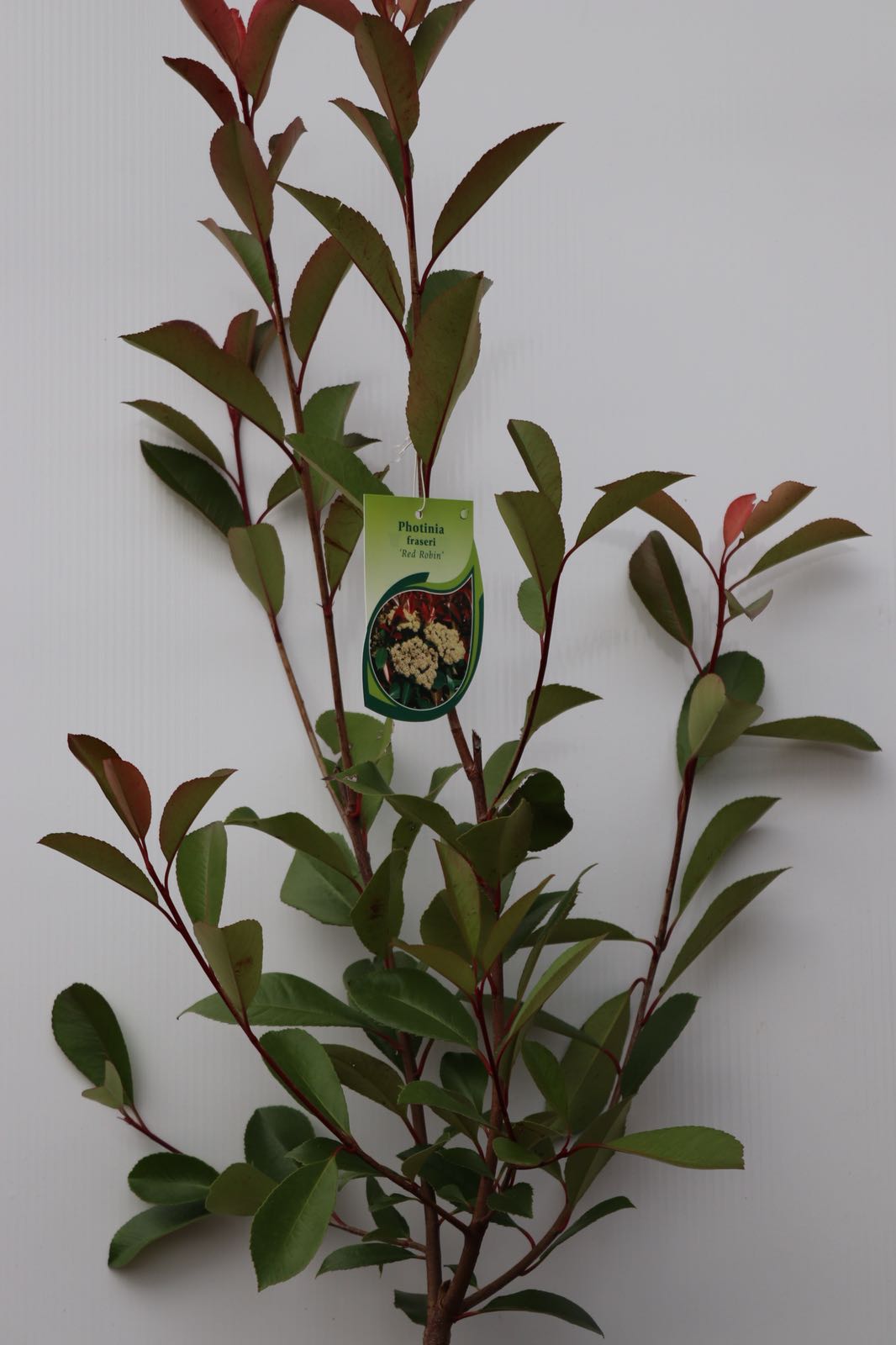 Photinia Red Robin Mature 125/150 CM