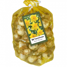 Narcissus ‘Geel’ 100 Daffodil Bulbs