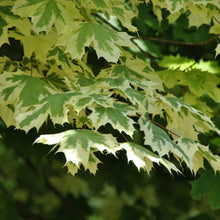 Load image into Gallery viewer, Acer Drummondii (Code: T007)