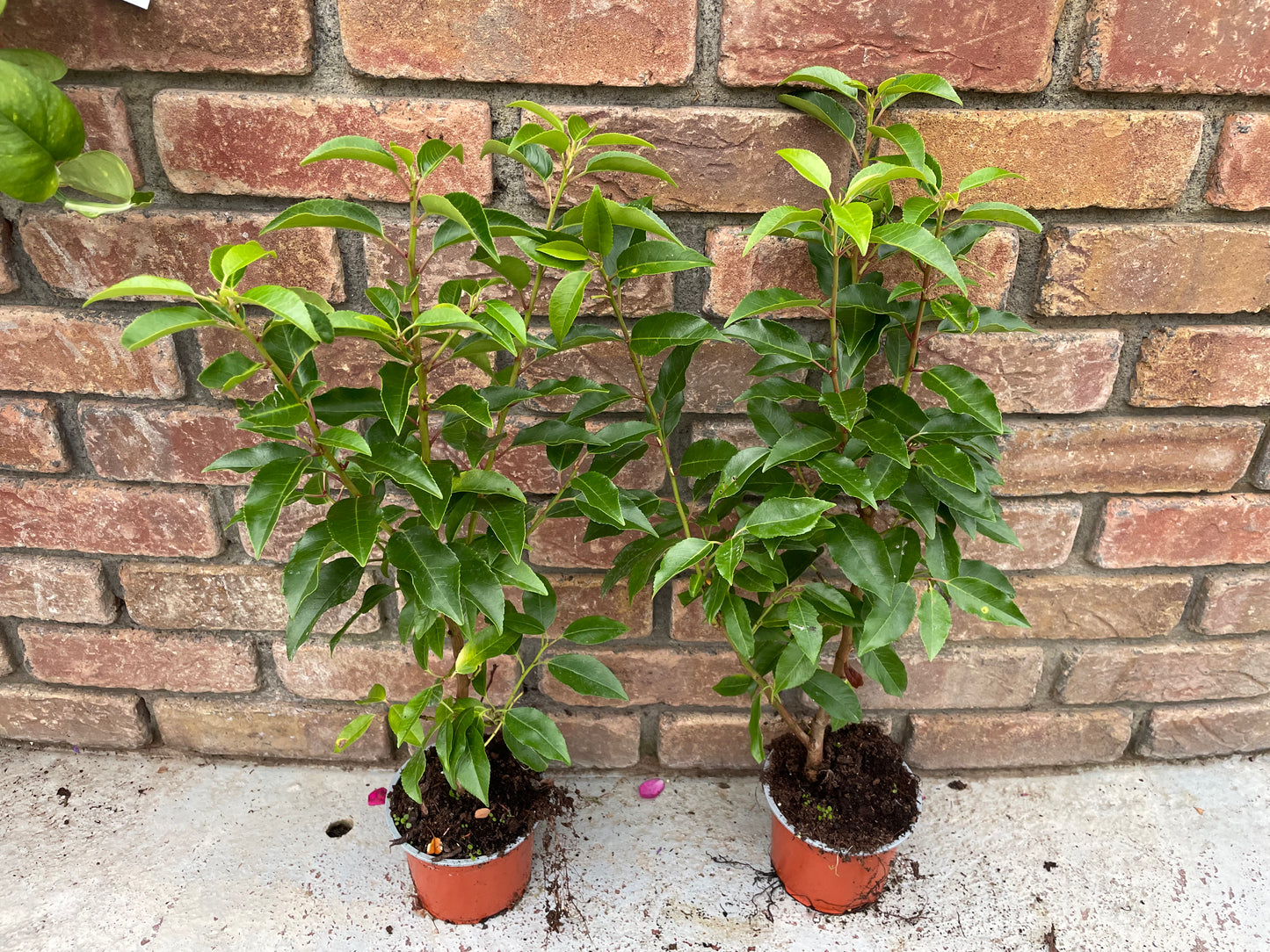 Portuguese Laurel 50 CM