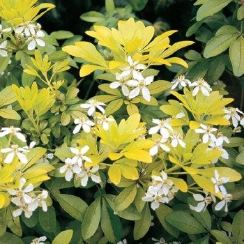 Choisya Ternata