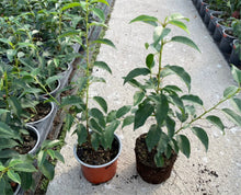 Load image into Gallery viewer, Portuguese Laurel 40/50 CM potted
