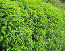 Load image into Gallery viewer, Portuguese Laurel 40/50 CM potted