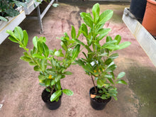 Load image into Gallery viewer, Laurel Rotundifolia 100 cm