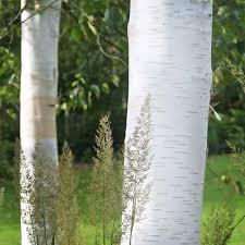 Jacquemontii Birch
