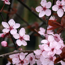 Load image into Gallery viewer, Cherry/Prunus Nigra (Code: T002)