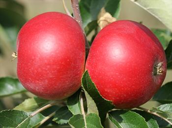 Apple Tree "Beauty of Bath"