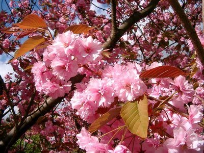Cherry/Prunus "Kanzan"  Mature 7ft-9ft