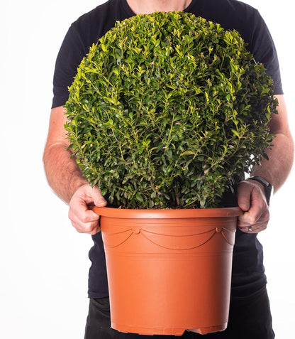 Copy of Buxus - Ball