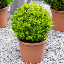 Load image into Gallery viewer, Buxus - Ball
