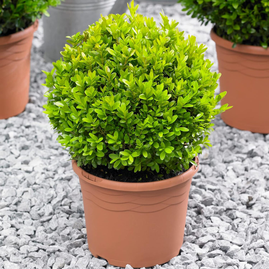 Buxus - Ball