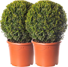 Load image into Gallery viewer, Buxus Ball  Pair - 50cm-60cm  Diameter
