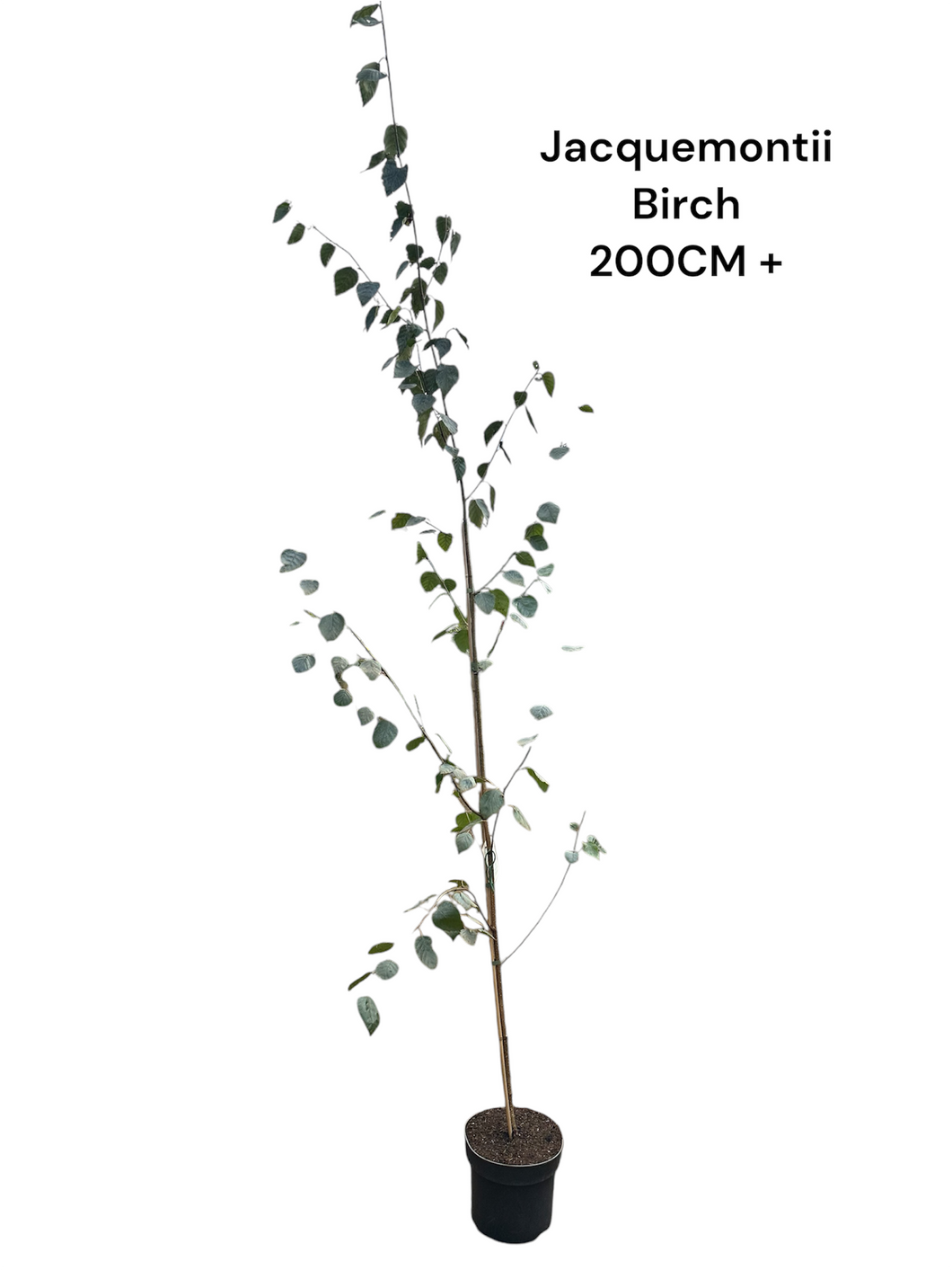 Jacquemontii Birch