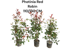 Load image into Gallery viewer, Photinia Red Robin Mature 110/130 CM
